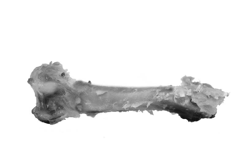 Il femore fossilizzato ARX5454, meglio noto come femore di Casale